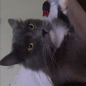 Meet your Posher, Hugo